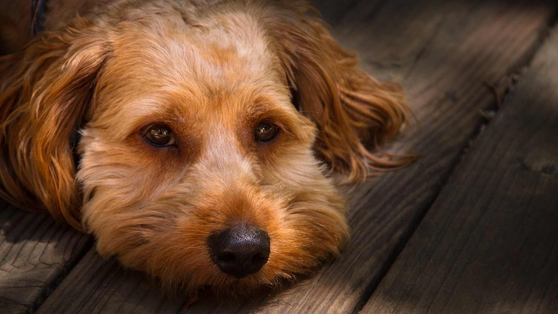 Was tun, wenn Dein Hund in die Wohnung kotet?